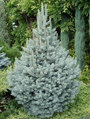    Abies laciocarpa Compacta